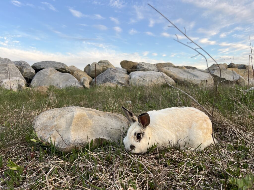White Point bunny