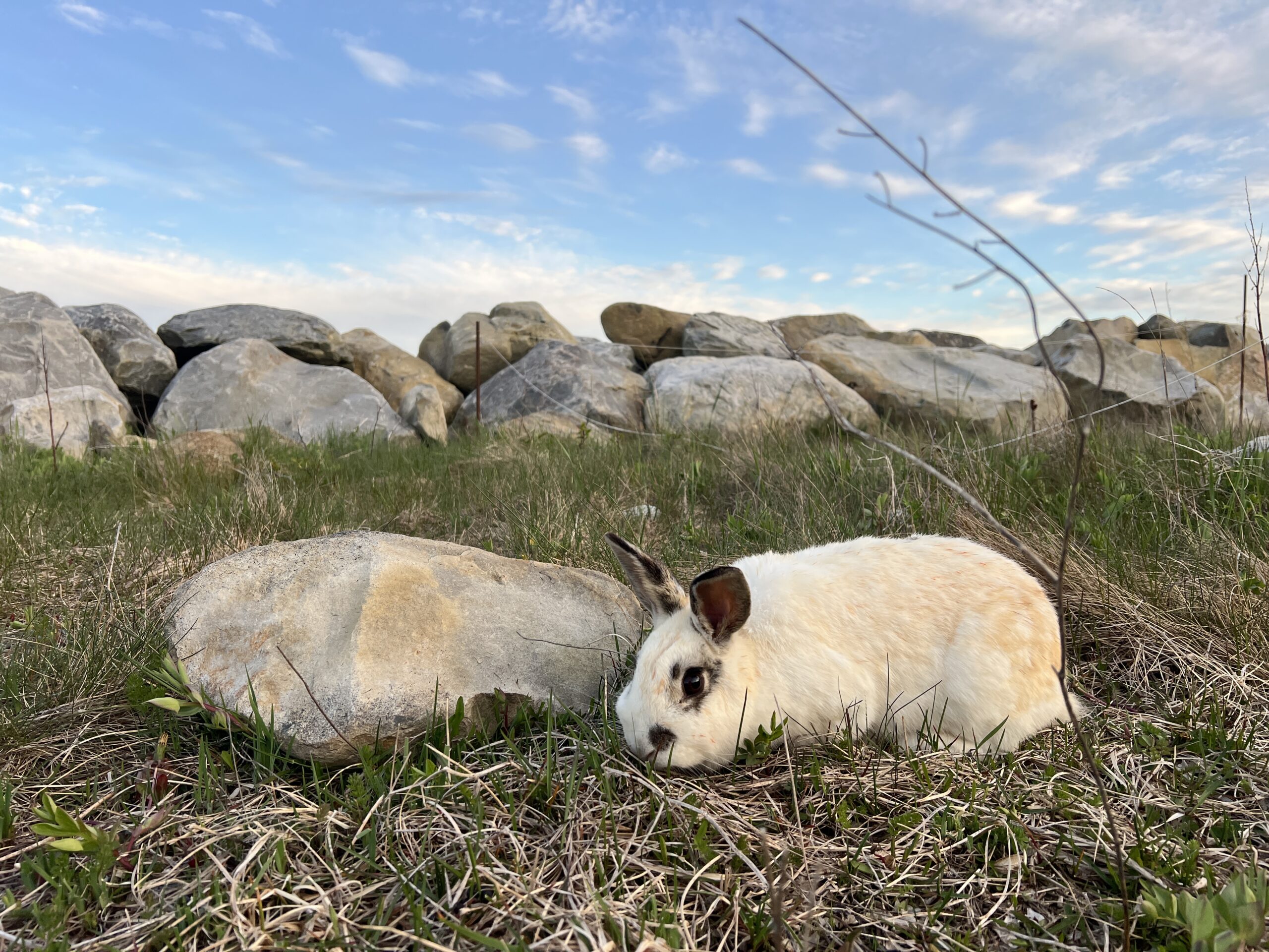 White Point bunny