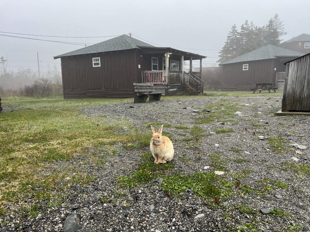 White Point bunny