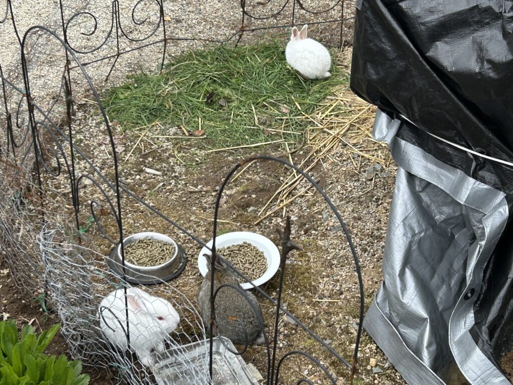 White Point bunnies